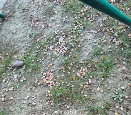 扩散提醒！小心中毒！路边掉落的银杏果不要乱碰乱吃