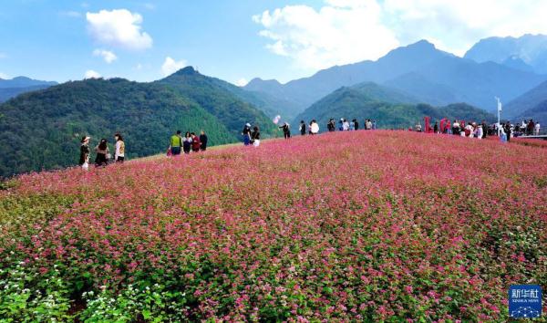 陕西蓝田：荞麦岭上花如潮