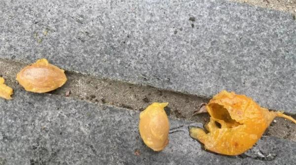 有毒!街头大量出现,别乱吃、乱碰!每年都有人为此进ICU 有毒!街头大量出现,别乱吃、乱碰!每年都有人为此进ICU