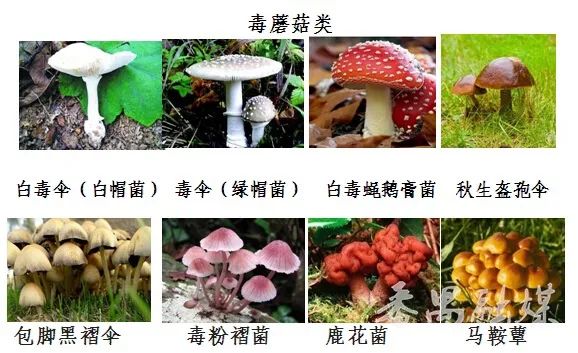 这把"伞"比手臂还粗！网友惊诧：这得躲过多少人才能长这么大…