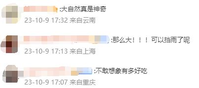 这把"伞"比手臂还粗！网友惊诧：这得躲过多少人才能长这么大…