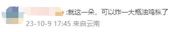 这把"伞"比手臂还粗！网友惊诧：这得躲过多少人才能长这么大…