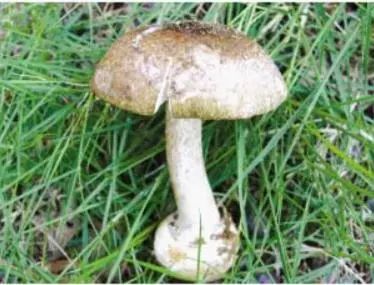 这把"伞"比手臂还粗！网友惊诧：这得躲过多少人才能长这么大…