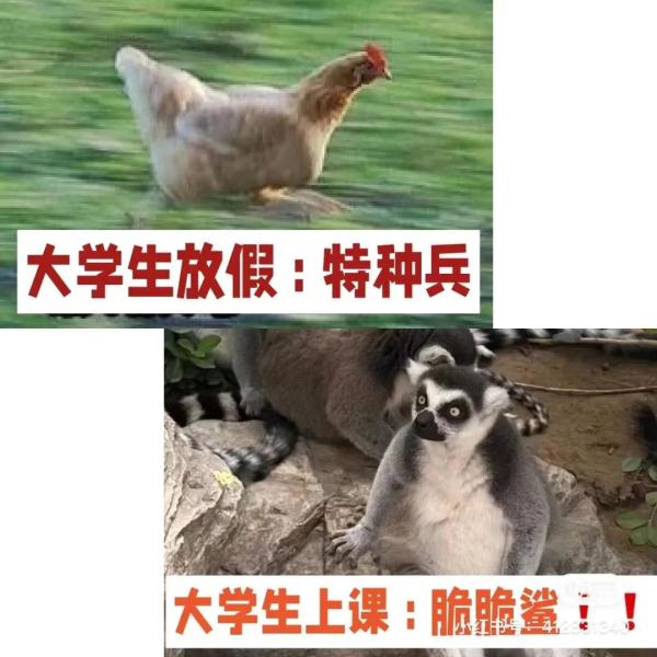伸个懒腰，脖子断了……"脆皮大学生"咋回事？