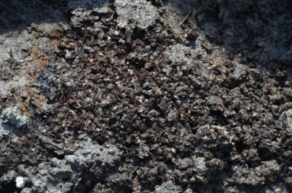 浙江一小学地下，有重大发现！