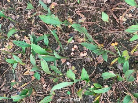 扩散提醒！小心中毒！路边掉落的银杏果不要乱碰乱吃