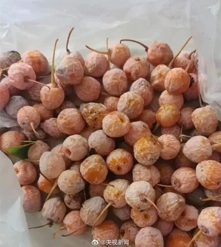 扩散提醒！小心中毒！路边掉落的银杏果不要乱碰乱吃