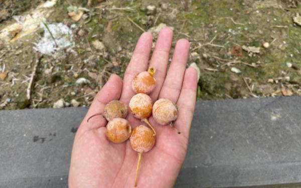 有毒！近期街头大量出现！别乱吃，最好碰都别碰