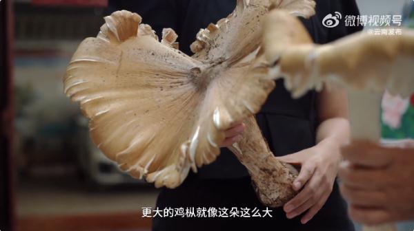这把"伞"比手臂还粗！网友惊诧：这得躲过多少人才能长这么大…