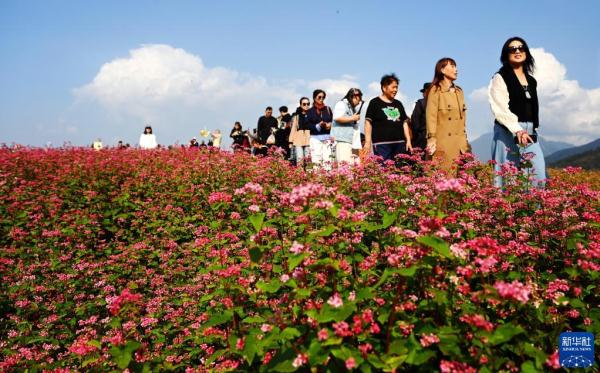陕西蓝田：荞麦岭上花如潮