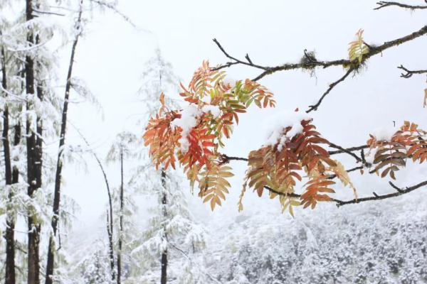四川下！雪！了！接下来的天气→