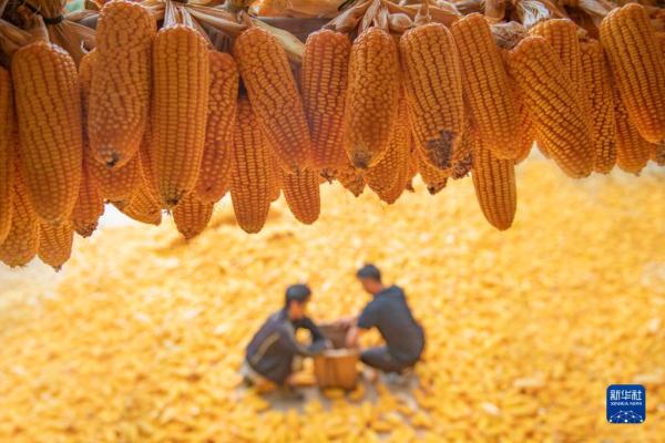 金秋好“丰”景