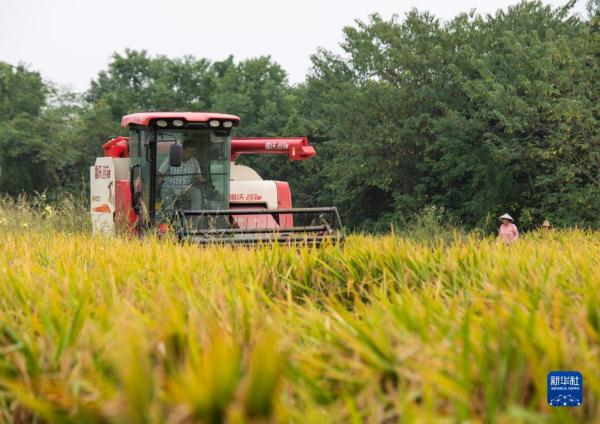 金秋好“丰”景