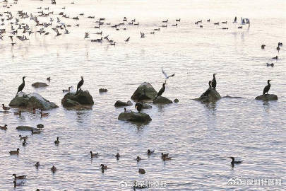 太暖了!深圳为候鸟设置熄灯就寝时间 太暖了!深圳为候鸟设置熄灯就寝时间