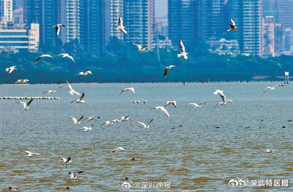 太暖了!深圳为候鸟设置熄灯就寝时间 太暖了!深圳为候鸟设置熄灯就寝时间