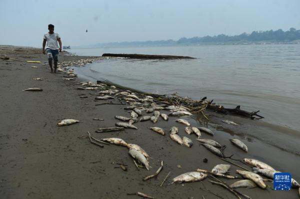 巴西亚马孙河干流索利蒙伊斯河段旱情