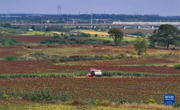 金秋好“丰”景