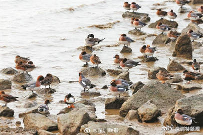 太暖了!深圳为候鸟设置熄灯就寝时间 太暖了!深圳为候鸟设置熄灯就寝时间