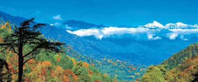 大熊猫野化放归,都要上啥“培训课”? 大熊猫野化放归,都要上啥“培训课”?