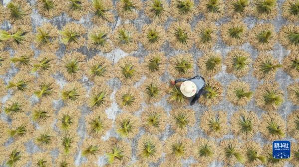 金秋好“丰”景