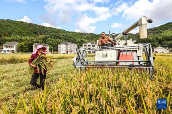 金秋好“丰”景