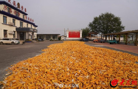 “派出所院内可以晒粮”！山东多地政府“开院晒粮”保丰收