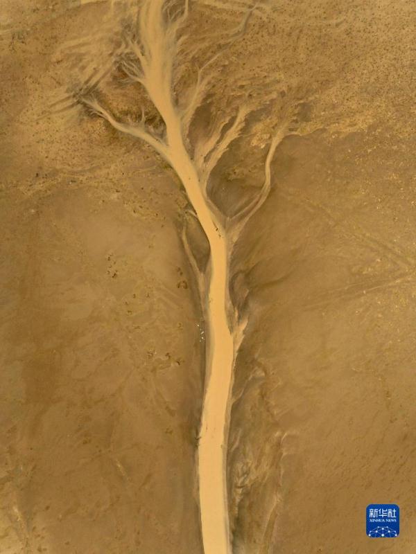 新时代中国调研行&middot;黄河篇丨走进黄河三角洲湿地