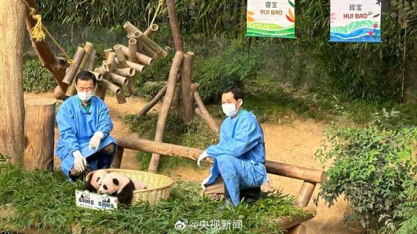 旅韩大熊猫爱宝的双胞胎幼崽，名字公布→