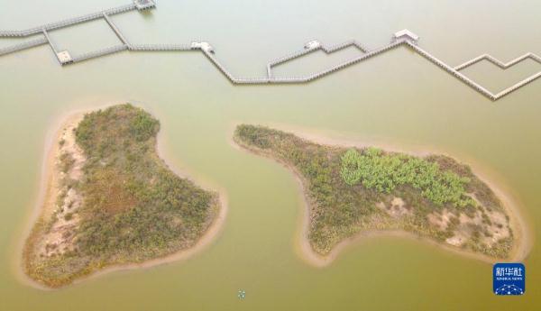 新时代中国调研行&middot;黄河篇丨走进黄河三角洲湿地