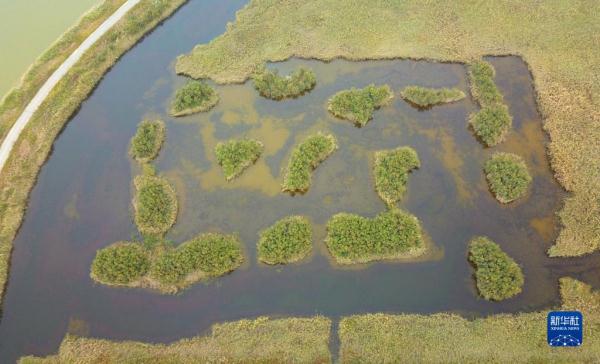新时代中国调研行&middot;黄河篇丨走进黄河三角洲湿地
