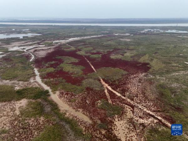 新时代中国调研行&middot;黄河篇丨走进黄河三角洲湿地