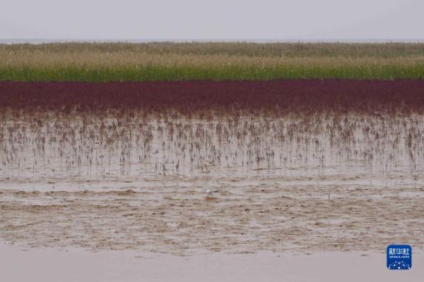 新时代中国调研行&middot;黄河篇丨走进黄河三角洲湿地