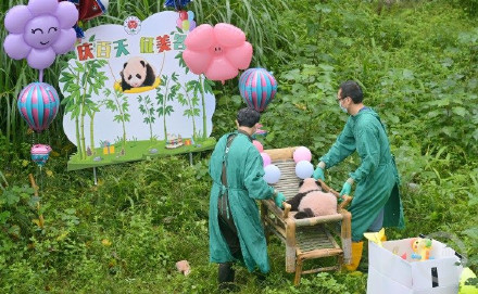 重庆动物园大熊猫宝宝满百天！正式亮相全网征名