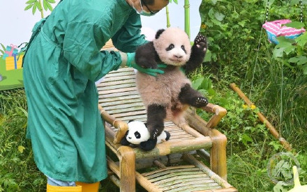 重庆动物园大熊猫宝宝满百天！正式亮相全网征名