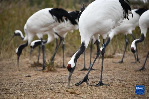 新时代中国调研行&middot;黄河篇丨走进黄河三角洲湿地