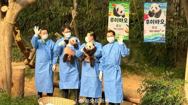 旅韩大熊猫爱宝的双胞胎幼崽，名字公布→