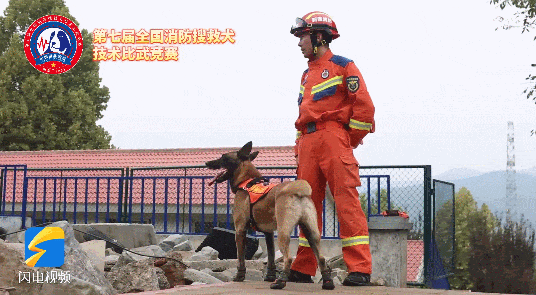 “犬”力出击！全国搜救犬赴鲁大PK！明星犬“红利”“焰刀”都来了