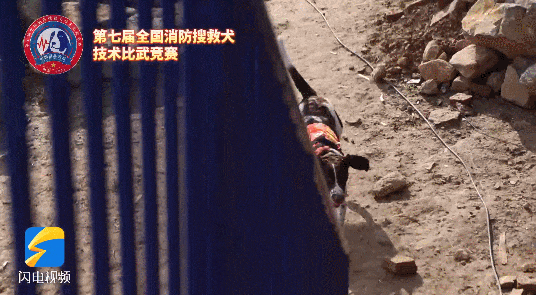 “犬”力出击！全国搜救犬赴鲁大PK！明星犬“红利”“焰刀”都来了