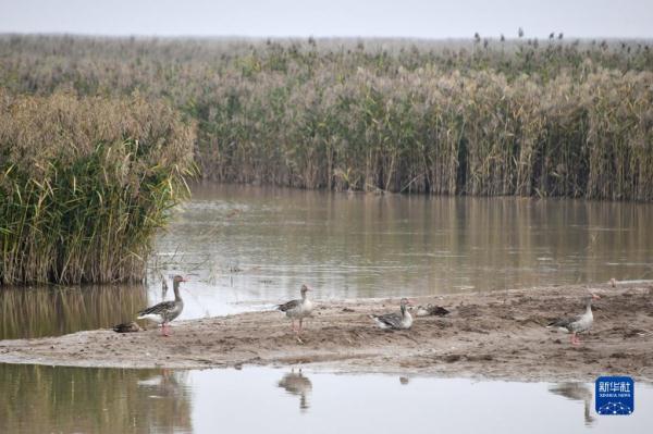 新时代中国调研行&middot;黄河篇丨走进黄河三角洲湿地