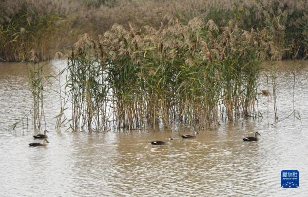 新时代中国调研行&middot;黄河篇丨走进黄河三角洲湿地