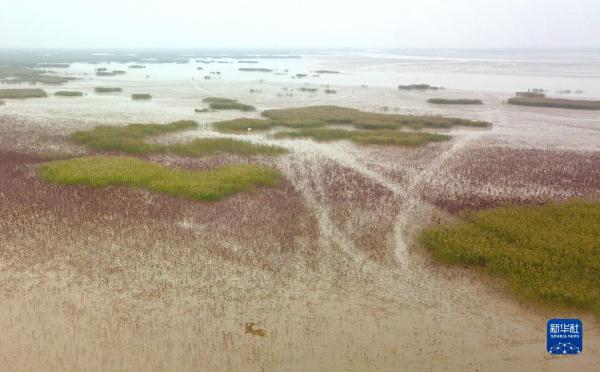 新时代中国调研行&middot;黄河篇丨走进黄河三角洲湿地