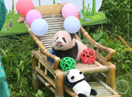 重庆动物园大熊猫宝宝满百天！正式亮相全网征名