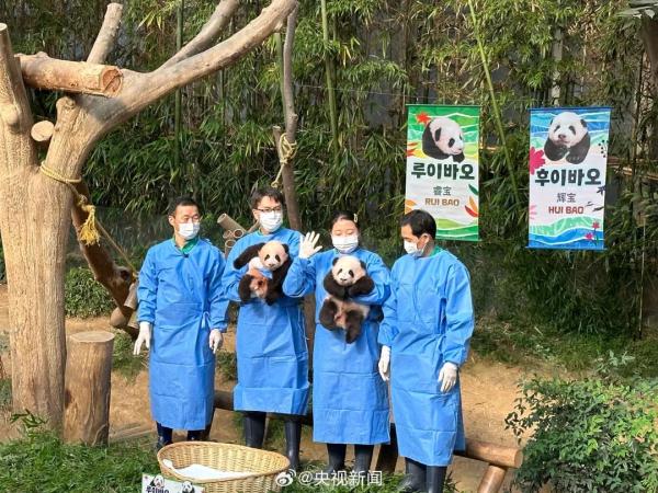 旅韩大熊猫爱宝的双胞胎幼崽，名字公布→