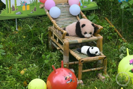 重庆动物园大熊猫宝宝满百天！正式亮相全网征名