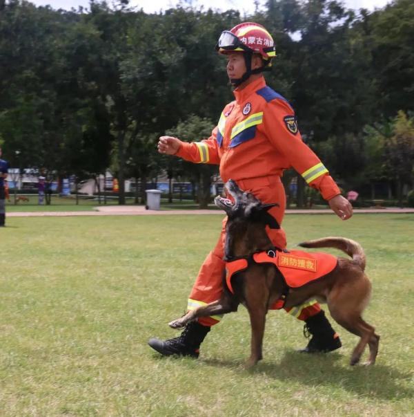 “犬”力出击！全国搜救犬赴鲁大PK！明星犬“红利”“焰刀”都来了