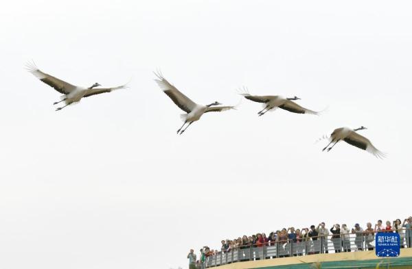 新时代中国调研行&middot;黄河篇丨走进黄河三角洲湿地
