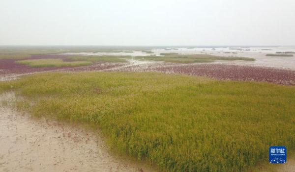 新时代中国调研行&middot;黄河篇丨走进黄河三角洲湿地