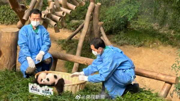 旅韩大熊猫爱宝的双胞胎幼崽，名字公布→