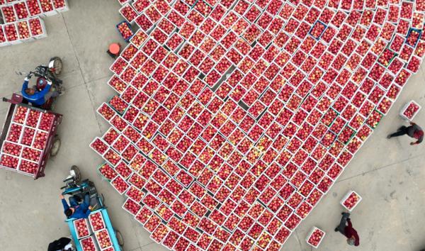 陕西白水：红苹果映红黄土地