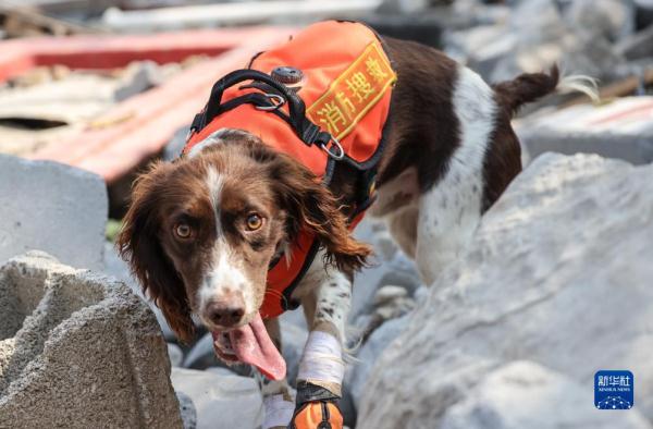 第七届全国消防搜救犬技术比武竞赛在济南举行 第七届全国消防搜救犬技术比武竞赛在济南举行